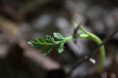 Botrychium matricariifolium