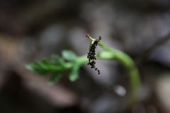 Botrychium matricariifolium