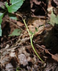 Botrychium matricariifolium