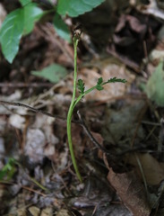 Botrychium matricariifolium