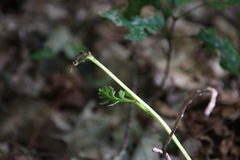Botrychium matricariifolium