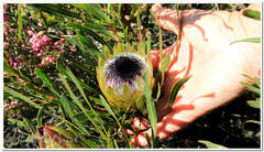 Protea longifolia minor