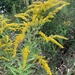 Canada Goldenrod - Photo (c) Alexander Iosipenko, some rights reserved (CC BY-NC)