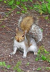 Sciurus carolinensis
