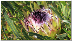 Protea longifolia minor