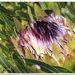 Protea longifolia minor - Photo (c) Sharon, alguns direitos reservados (CC BY-ND), uploaded by Sharon
