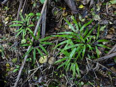 Lygodium articulatum