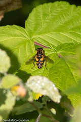 Helophilus obscurus