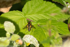 Helophilus obscurus