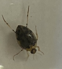 Peltodytes edentulus