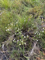 Phylica selaginoides