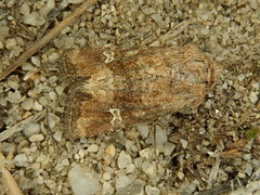 Lacinipolia stricta