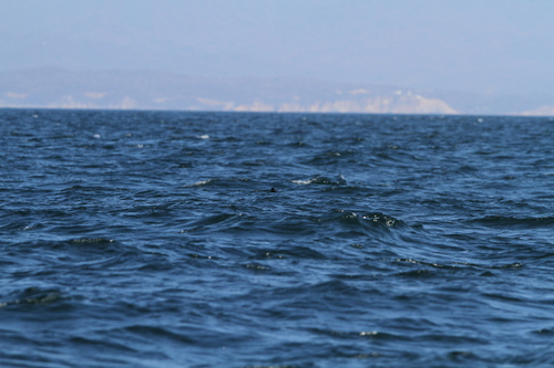 Least Storm Petrel (Hydrobates microsoma), photo 10