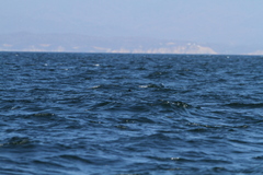 Hydrobates microsoma