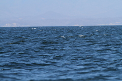Hydrobates microsoma