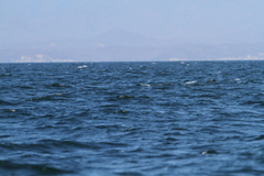 Hydrobates microsoma