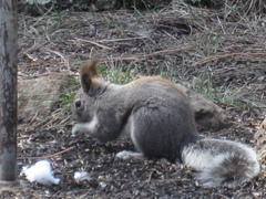Sciurus aberti