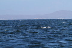 Hydrobates microsoma