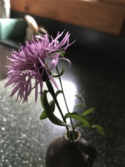 Centaurea × moncktonii