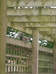 Sciurus carolinensis