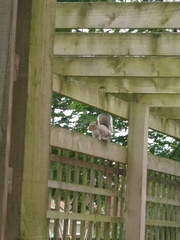 Sciurus carolinensis