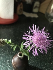Centaurea × moncktonii