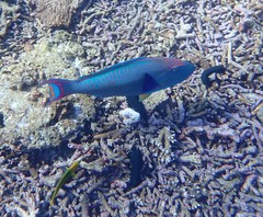 Cetoscarus ocellatus