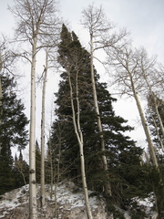 Populus tremuloides