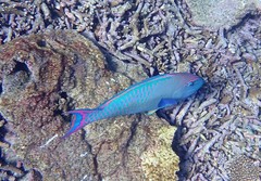 Cetoscarus ocellatus