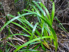 Machaerina sinclairii