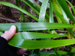 Machaerina sinclairii