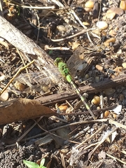 Erythemis vesiculosa