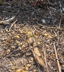 Erythemis vesiculosa