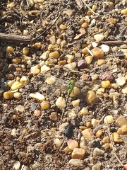 Erythemis vesiculosa