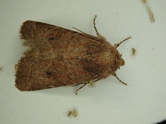 Protorthodes curtica