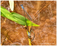 Archibasis oscillans