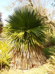 Copernicia macroglossa