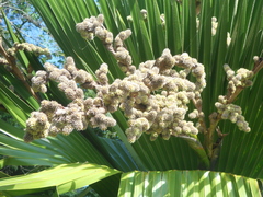 Copernicia macroglossa