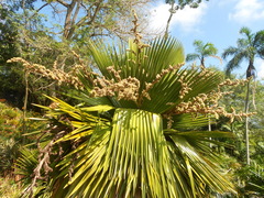 Copernicia macroglossa