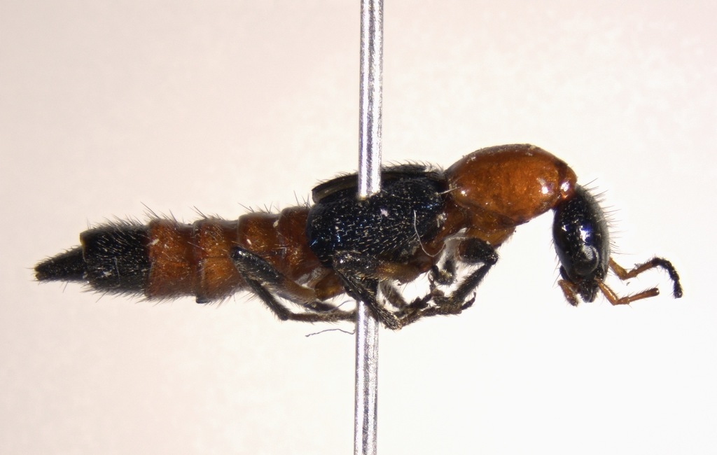 Paederus grandis