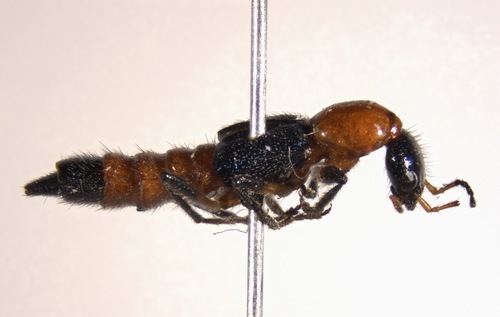 Paederus grandis