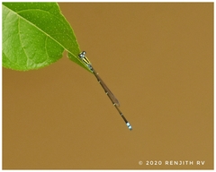 Pseudagrion indicum