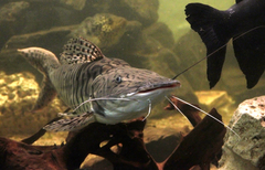Tiger Catfish photo 3