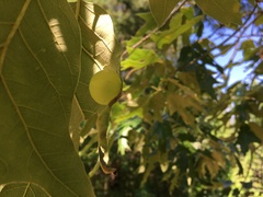 Amphibolips nubilipennis