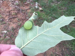 Amphibolips nubilipennis