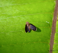 Eutreta noveboracensis