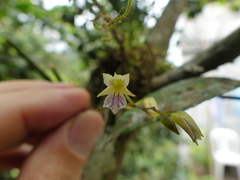 Ionopsis satyrioides