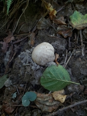 Phallus impudicus