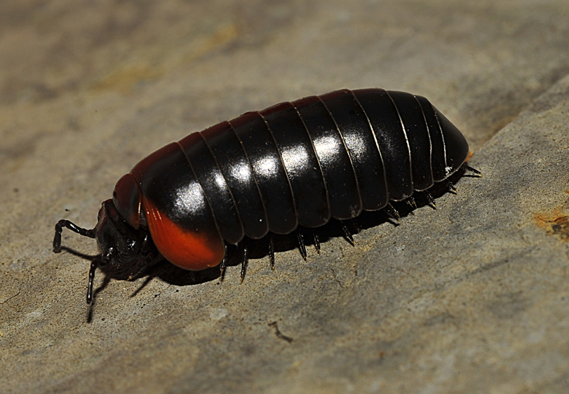 Golden-Eared Pill-Millipede
