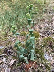 Hylotelephium telephium